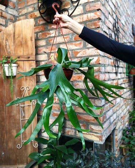 Tipos De Samambaia Veja As Caracter Sticas E Como Cuidar Plantas