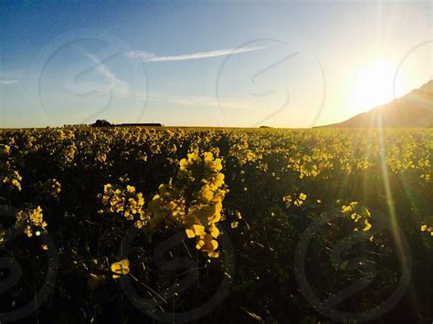 Yellow Flowers Fields Of Gold Beauty Nature Uplifting Scenic Sunset