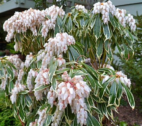 Pieris Japonica Variegata One Of The First Cultivars Of A Very