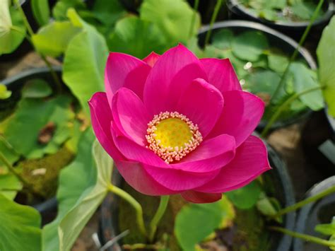 Nelumbo Pekinensis Rubra Lotusland Seerosenfarm