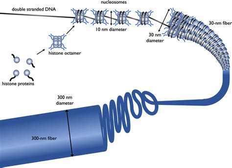 The Different Levels Of Chromatin Structure Histone Proteins H A H B