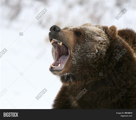 Gruñendo oso Grizzly Fotos stock e Imágenes stock | Bigstock