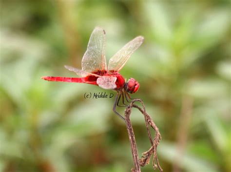 Dragonfly Macro Travel Tales From India And Abroad