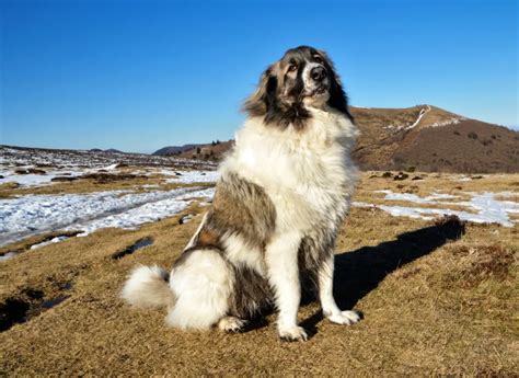 Anatolian Pyrenees Dog Breed Information & Characteristics