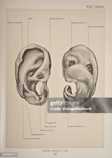 Tragus (Anatomy) Photos and Premium High Res Pictures - Getty Images