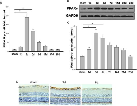 Figure 1 From The Role Of Peroxisome Proliferator Activated Receptor