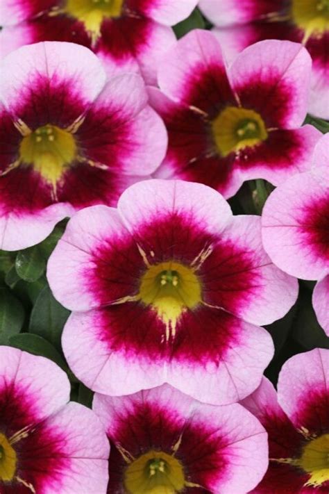 Calibrachoa Kabloom White