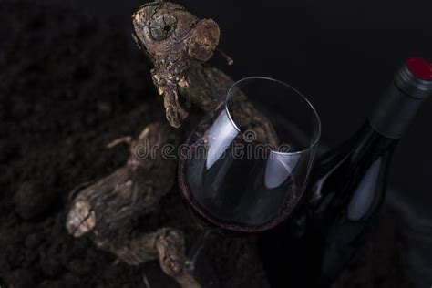 Glass Of Red Wine With Vine In A Black Background Stock Photo Image