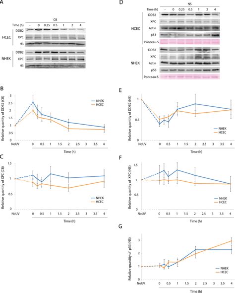 Ddb2 Xpc And P53 Follow Same Inductiontranslocation Pattern After Uv