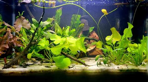 My 20-gallon planted solo betta tank (+corys and snails) : r/Aquariums