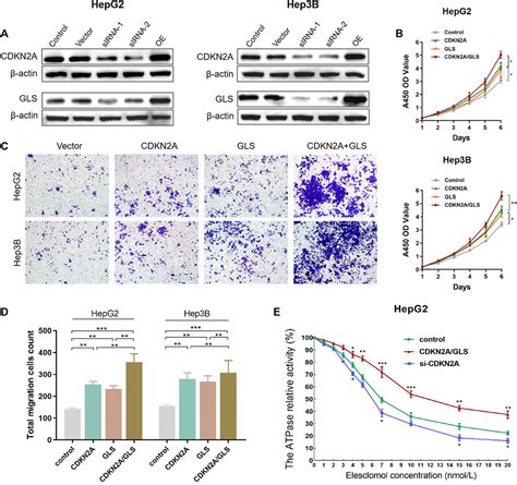 Frontiers Integrated Machine Learning And Bioinformatic Analyses Used