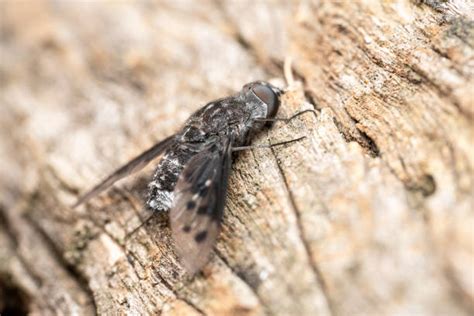 Lalat Hitam Foto Stok Potret And Gambar Bebas Royalti Istock