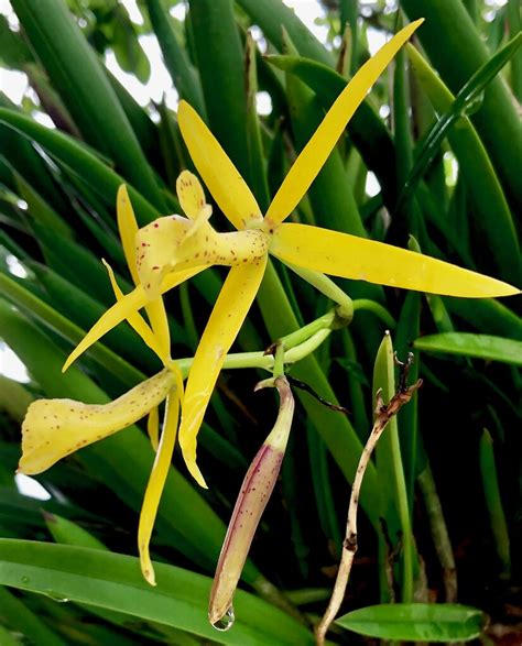 Bl Yellow Bird Bl Richard Mueller X Brassavola Nodosa Flickr