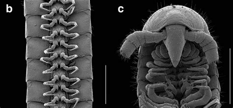 Millipede with Over 1,000 Legs Discovered for the First Time - Nerdist