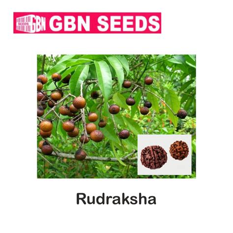 Gbn Rudraksha Seeds Kg Pack Of Leafconagro