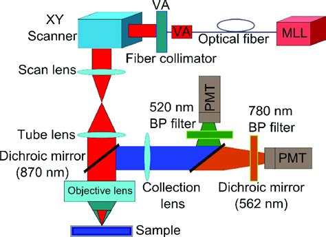 Schematic Of The Multiphoton Microscope Mll Mode Locked Fiber