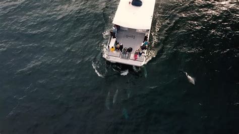 Vídeo Premium Delfines nadando junto a un barco de avistamiento de