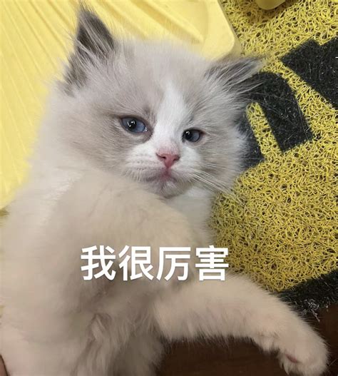 “无性别”猫咪有多爽？可雄可雌超刺激！ 知乎