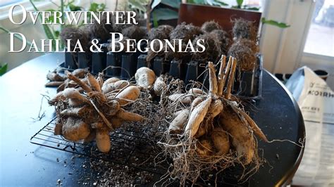 Storing Dahlia Begonia Tubers Overwinter Youtube