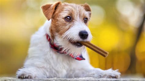 Are Dental Chews and Treats Good for Dogs? Experts Explain