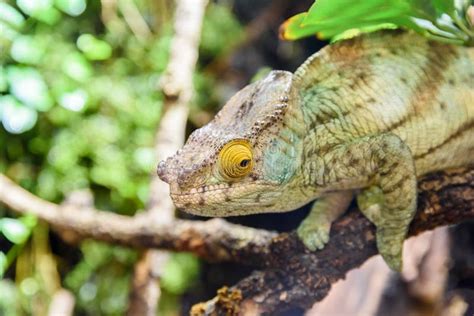 Green Chameleon Lizard Stock Image Image Of Camouflage 67424911