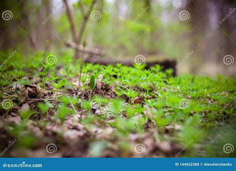 Tiny Forest Plants. Green Grass in the Woods Stock Photo - Image of ...