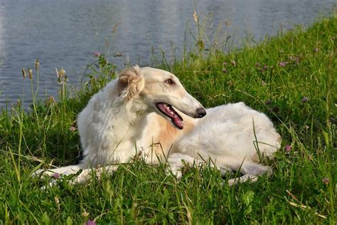 Premium Photo White Russian Borzoi