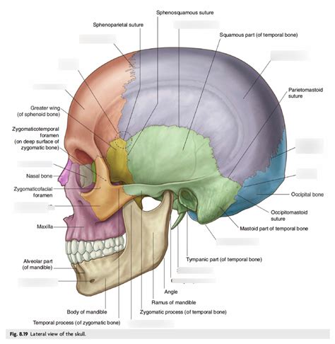 Lateral View Of Skull Bones Sutures Diagram Quizlet