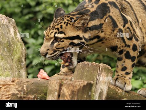 Clouded leopard teeth hi-res stock photography and images - Alamy