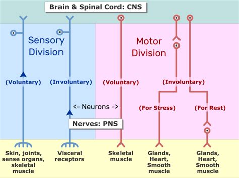 Peripheral Nervous System Motor And Sensory Systems Getbodysmart