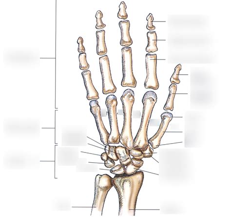 Bones Hand And Wrist Diagram Quizlet