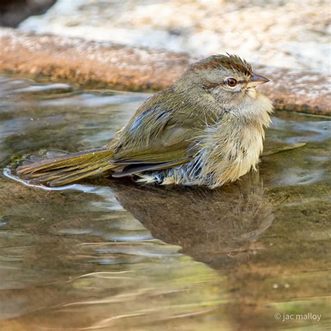 Olive Sparrow Laguna Atascosa National Wildlife Refuge Jac Malloy