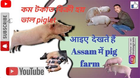 Pig Farm In Assam Pig Farm In Sonapur Piglet And Gilt Kot Pam Pig