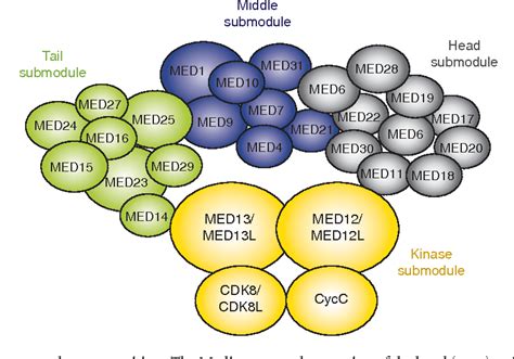 Figure From Control Of Muscle Metabolism By The Mediator Complex