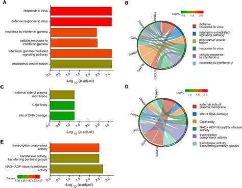 Functional Enrichment Analysis Of Upregulated Degs The Significantly