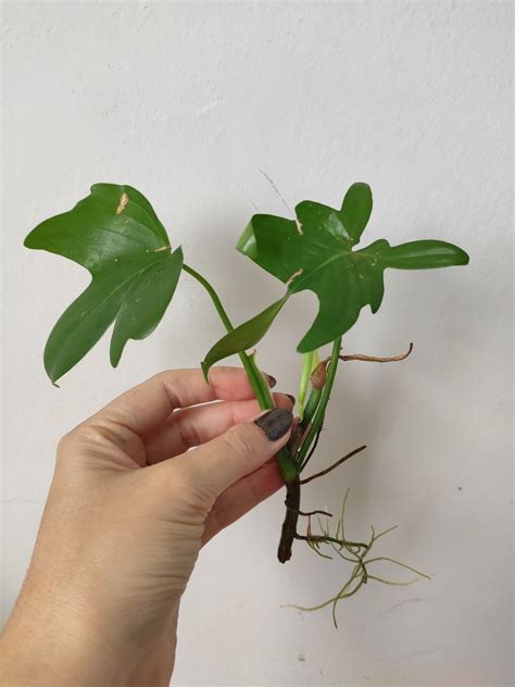 Giardinaggio Facile Come Prendersi Cura Del Philodendron Panduriforme