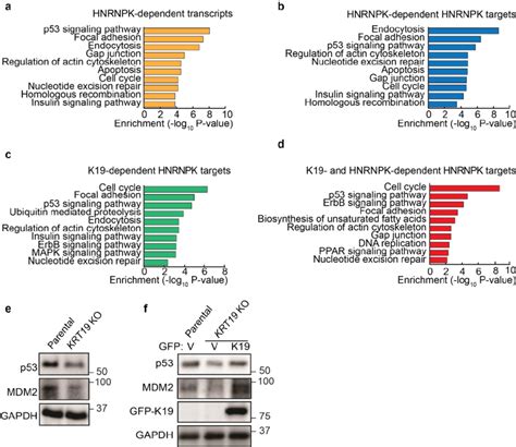 Gene Ontology Identifies That K And Hnrnpk Promotes P Signaling