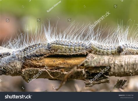 Oak Processionary Thaumetopoea Processionea Caterpillars Row Stock