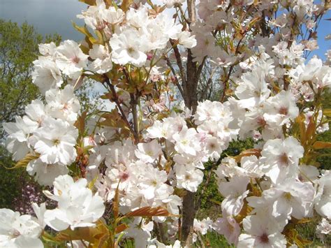 Buy Prunus Amanogawa Flagpole Cherry Trees And Hedging Hopes Grove Nurseries