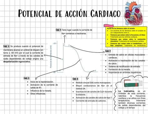 Potencial de Acción Cardiaco Studyboard uDocz