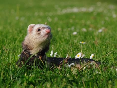 Causes Of Diarrhea And Other Gi Disease In Ferrets Firstvet