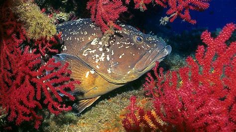 La R Serve Marine Cerb Re Banyuls Le Paradis Des Esp Ces Sous Marines