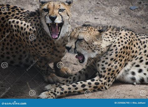 Southeast African Cheetah stock photo. Image of rest - 259006790