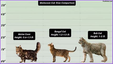 Maine Coon Cat Size: Explained & Compared With Other Cats