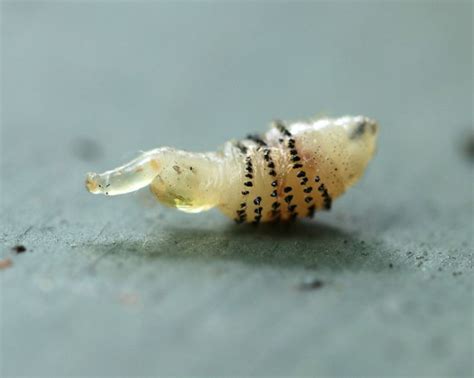 a close up of a caterpillar on the ground