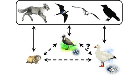 Food Web Of The Study System Indicating The Direct Solid Lines And