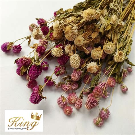 Jual Dried Flower Gomphrena Bunga Kering Asli Import Hias Dekorasi