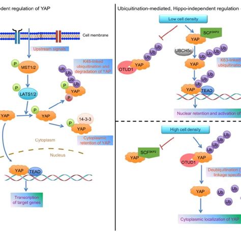 Models For The Regulation Of YAP Localization And Activity Left Panel