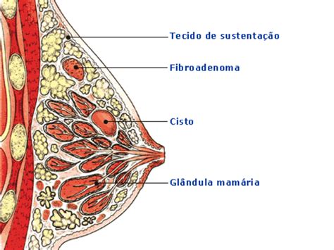 Top 10 qual os sintomas de glândulas mamárias inflamadas 2022