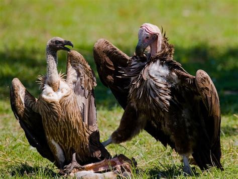 Las aves rapaces comen la presa en la sabana de áfrica oriental kenia